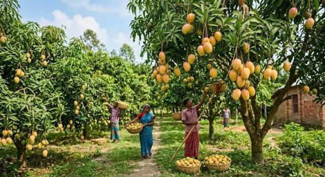 Chapai Nawabganj mango tour