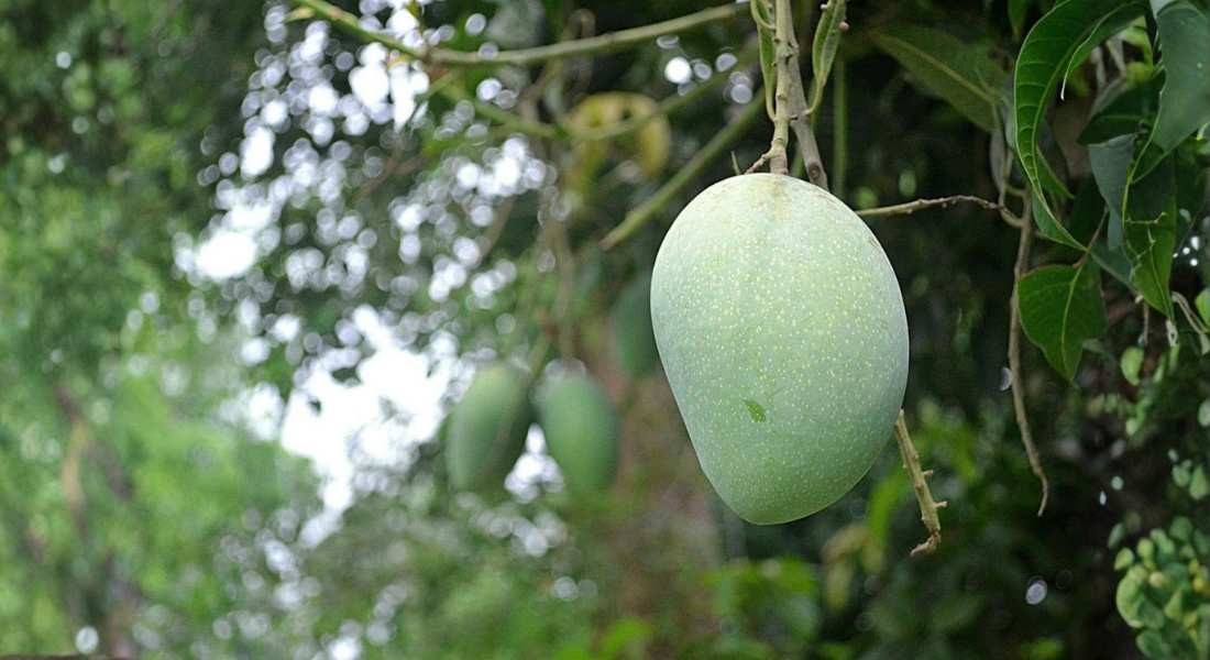 Mango season Chapai Nawabganj