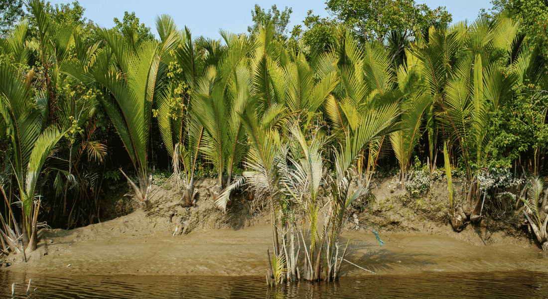 Exploring the Sundarbans