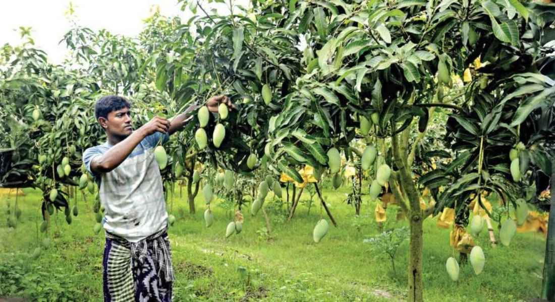 Mango tourism Bangladesh