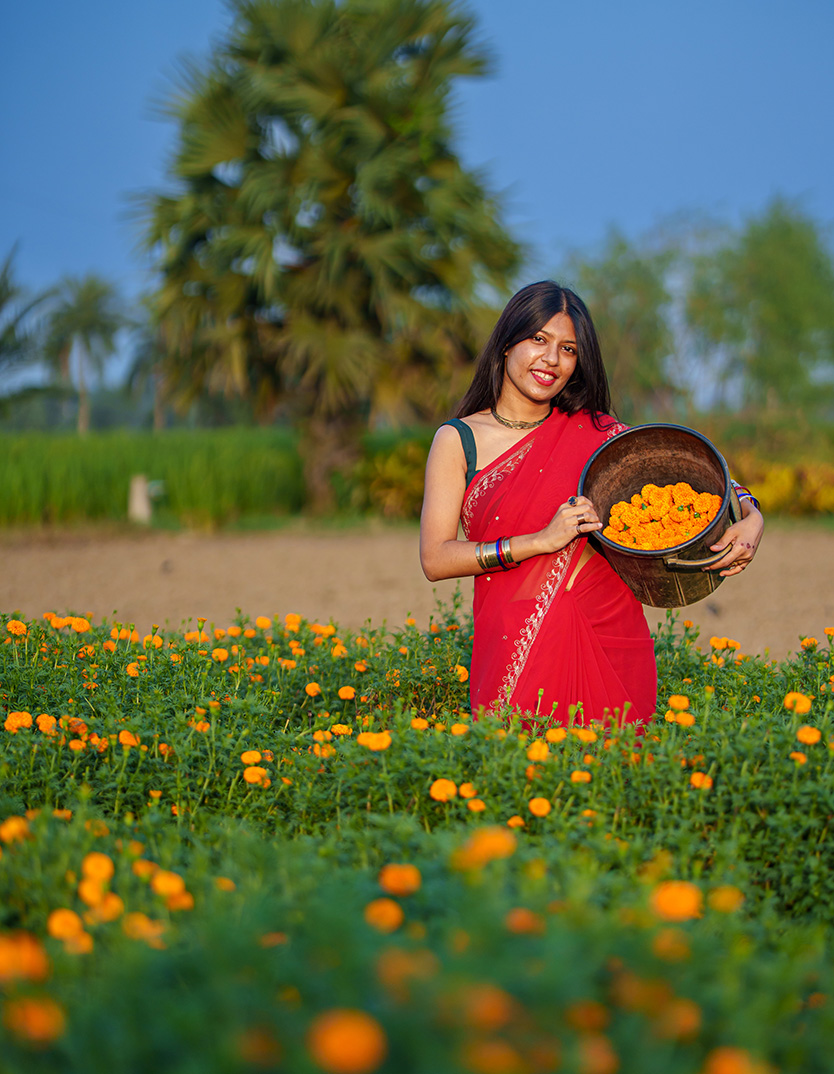 Flower Plucking in the Marigold Gardens